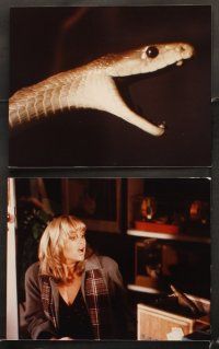 5z417 VENOM 35 color Dutch 8x10 stills '82 Klaus Kinski, Oliver Reed, Sarah Miles, poisonous snakes!