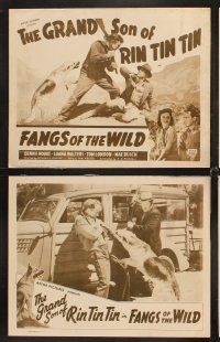 6g175 FANGS OF THE WILD 8 LCs R42 Dennis Moore with little boy & Rin Tin Tin Jr.!