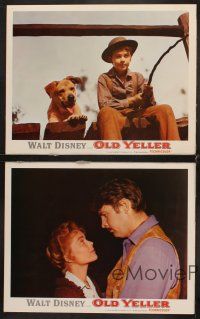 6g753 OLD YELLER 4 LCs R74 Dorothy McGuire, Fess Parker, Tommy Kirk, Disney's most classic canine!