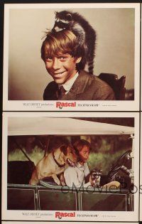 6g673 RASCAL 5 LCs '69 Walt Disney, great images of Bill Mumy with raccoon & dog!
