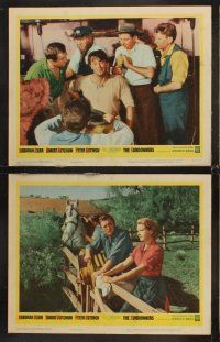 6g442 SUNDOWNERS 8 LCs '61 Deborah Kerr, Robert Mitchum, Peter Ustinov, Glynis Johns