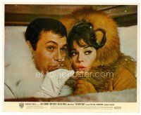 6r010 GREAT RACE color 8x10 still '65 c/u of Tony Curtis & Natalie Wood in fur drinking champagne!