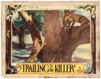 6x730 TRAILING THE KILLER LC '32 great image of Caesar the dog attacking mountain lion in tree!
