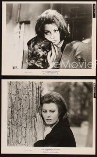 6z495 CONDEMNED OF ALTONA 3 8x10 stills '63 cool images of sexy Sophia Loren, Robert Wagner!