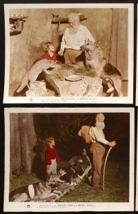 6z606 ENCHANTED FOREST 11 color 8x10 stills '45 Edmund Lowe, Brenda Joyce, fantasy!
