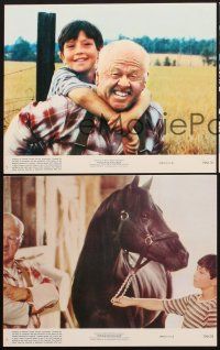 6z970 BLACK STALLION 3 8x10 mini LCs '79 Mickey Rooney, young boy & horse!