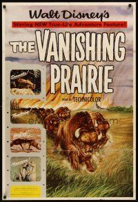 7g924 VANISHING PRAIRIE style A 1sh '54 Disney True-Life Adventure, cool art of stampeding buffalo!