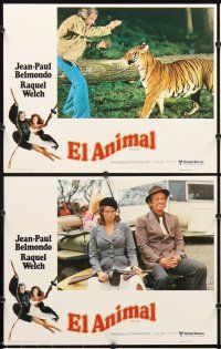 7h061 ANIMAL 8 Spanish/U.S. LCs '77 Jean-Paul Belmondo, Raquel Welch, Dany Saval