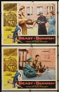 7h093 BEAST OF BUDAPEST 8 LCs '58 Gerald Milton, John Hoyt, Greta Thyssen, Hungarian Revolution!