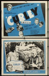 7h189 CURLEY 8 LCs '48 Hal Roach Jr., cute Larry Olsen in the title role, female boxing!