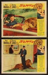 7h254 FLUFFY 8 LCs '65 great border art of huge lion & Tony Randall w/pretty Shirley Jones!