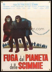 7k153 ESCAPE FROM THE PLANET OF THE APES Italian 1p '71 different image of chained primates!