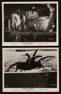 7x943 INCREDIBLE SHRINKING MAN 2 8x10 stills '57 special fx image of tiny Grant Williams & spider!