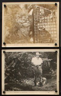 7x569 MARK OF THE GORILLA 7 8x10 stills '50 jungle explorer Johnny Weissmuller, Trudy Marshall