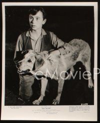 7x853 OLD YELLER 3 8x10 stills R74 Tommy Kirk, Dorothy McGuire, Disney's most classic canine!