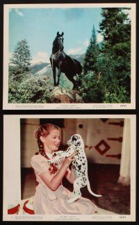 7x093 GYPSY COLT 12 color 8x10 stills '54 Ward Bond, Frances Dee, young Donna Corcoran & stallion!