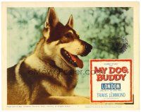 8f672 MY DOG BUDDY LC #7 '60 best close up of cool German Shepherd London!