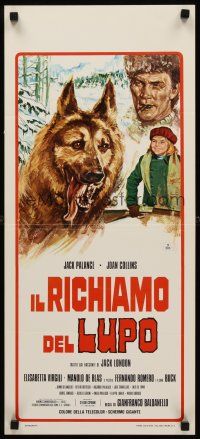 8w688 GREAT ADVENTURE Italian locandina '75 art of Jack Palance & wolf, Call of the Wild!