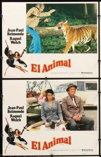 9g033 ANIMAL 8 Spanish/U.S. LCs '77 Jean-Paul Belmondo, Raquel Welch, Dany Saval!