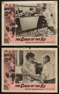 9g743 CURSE OF THE FLY 3 LCs '65 Brian Donlevy, English sci-fi monster sequel!