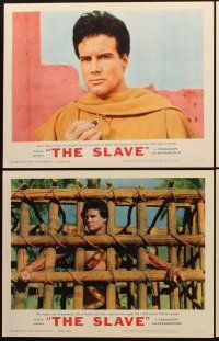 9g357 SLAVE 8 LCs '63 Steve Reeves as the son of Spartacus, directed by Sergio Corbucci!