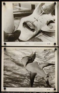9y619 NAKED SEA 7 8x10 stills '55 cool images of fishermen at sea catching big fish & sharks!