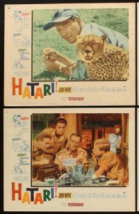 1f276 HATARI 8 LCs '62 Howard Hawks, John Wayne in Africa, Elsa Martinelli!