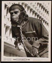 1w504 CONQUEST OF THE PLANET OF THE APES 5 8x10 stills '72 Roddy McDowall, the revolt of the apes!