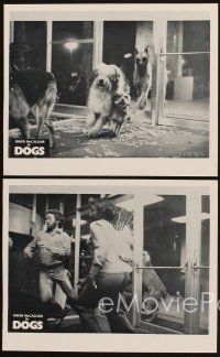 1w611 DOGS 4 8x10 stills '76 Doberman Pinschers & German Shepherds!