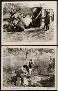 1w366 RHINO 8 8x10 stills '64 Harry Guardino, Robert Culp & Shirley Eaton in Africa!