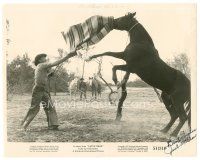 2a320 JOEL McCREA signed 8x10 still '51 trying to tame a wild horse from Cattle Drive!