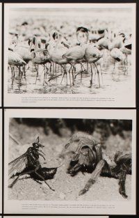 2e529 BIRDS DO IT, BEES DO IT 6 8x10 stills '75 images of mating animals from sex documentary!