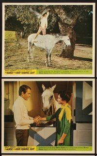 2e074 HORSE IN THE GRAY FLANNEL SUIT 8 color English FOH LCs '69 Walt Disney, Jones, Diane Baker