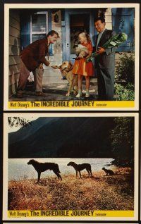 2e088 INCREDIBLE JOURNEY 8 color English FOH LCs '63 Disney, Terrier, Siamese & Labrador Retriever!