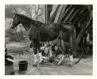 2s643 NATIONAL VELVET 8x10 still '44 Mickey Rooney & Elizabeth Taylor grooming horse for race!