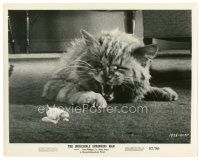 3c435 INCREDIBLE SHRINKING MAN 8x10 still '57 special effects image of tiny man & giant cat!