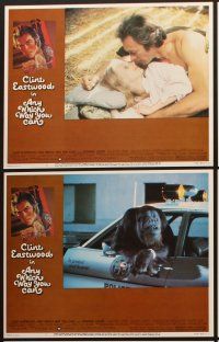 3h058 ANY WHICH WAY YOU CAN 8 LCs '80 Clint Eastwood, Sondra Locke & Clyde the orangutan!