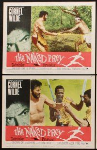 3h367 NAKED PREY 8 LCs '65 Cornel Wilde stripped and weaponless in Africa running from killers!