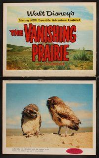 3h555 VANISHING PRAIRIE 8 LCs '54 a Walt Disney True-Life Adventure, cool images of wild animals!