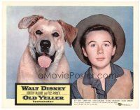 4d674 OLD YELLER LC '57 best portrait of Tommy Kirk & Walt Disney's most classic canine!