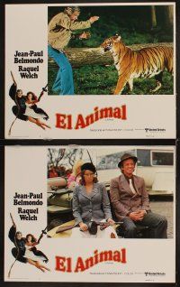 4h052 ANIMAL 8 Spanish/U.S. LCs '77 Jean-Paul Belmondo, Raquel Welch, Dany Saval