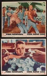 4h153 COOL HAND LUKE 8 LCs '67 Paul Newman prison escape classic, wonderful scenes!