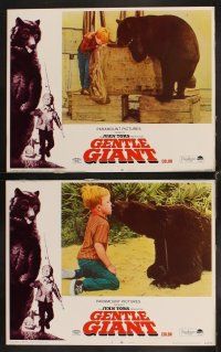 4h274 GENTLE GIANT 8 LCs '67 Dennis Weaver, Clint Howard w/big grizzly bear!