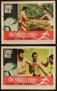 4h481 NAKED PREY 8 LCs '65 Cornel Wilde stripped and weaponless in Africa running from killers!
