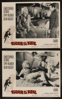 4h710 TIGER BY THE TAIL 8 LCs '69 Christopher George, sexy Tippi Hedren, Dean Jagger
