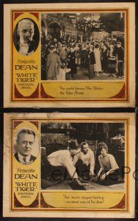 4h952 WHITE TIGER 4 LCs '23 pretty Priscilla Dean, Wallace Beery, directed by Tod Browning!