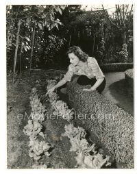 5d479 IRENE DUNNE candid 7.75x10 still '44 at home tending to lettuce in her Victory Garden!
