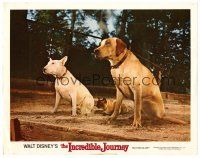 5y514 INCREDIBLE JOURNEY LC '63 Disney, Bull Terrier, Siamese cat & Labrador Retriever!
