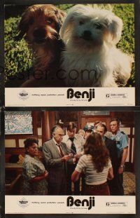 6d115 BENJI 8 LCs '74 directed by Joe Camp, classic dog movie, wonderful images!