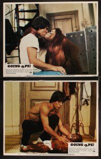 6d334 GOING APE 8 LCs '81 great images of Tony Danza & Danny DeVito with orangutans!